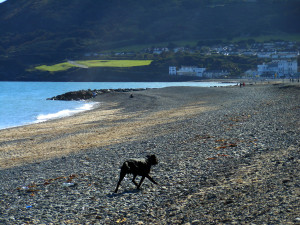 Bray dog - Irlanda, 2012