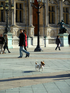 Cachorro em Paris